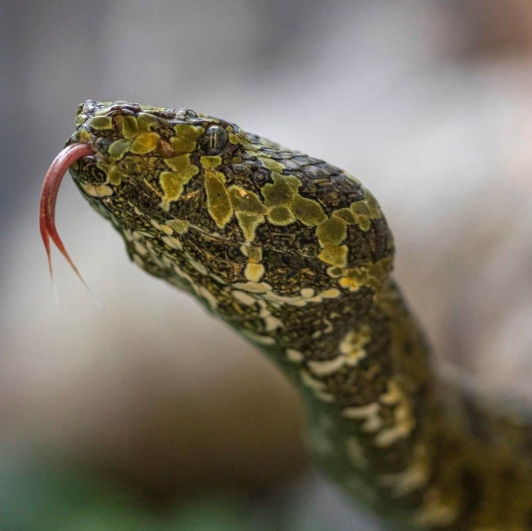 San Diego Zooさんのインスタグラム写真 - (San Diego ZooInstagram)「Happy Sssunday! 🐍 Of the nearly 3,000 different snake species, only about 15 percent are dangerous to humans. In fact, more people are struck by lightning than are bitten by venomous snakes. #MangMountainPitViper #SanDiegoZoo #SavingSpecies」8月24日 8時00分 - sandiegozoo