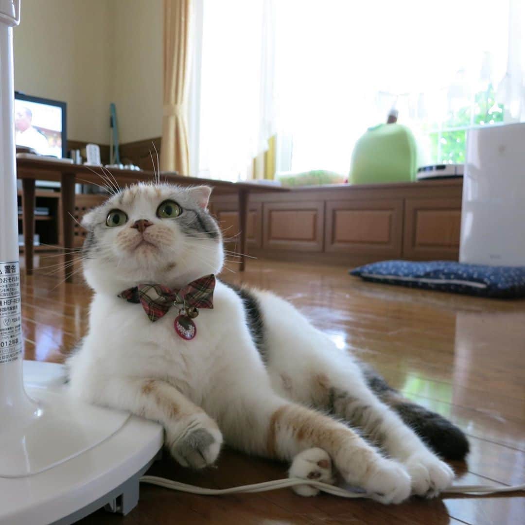 takegaeruのインスタグラム：「まだまだ暑いね。 おやすみにゃさい♬ #goodnight   #cat #scottishfold #猫 #スコティッシュフォールド #三毛スコ友の会」