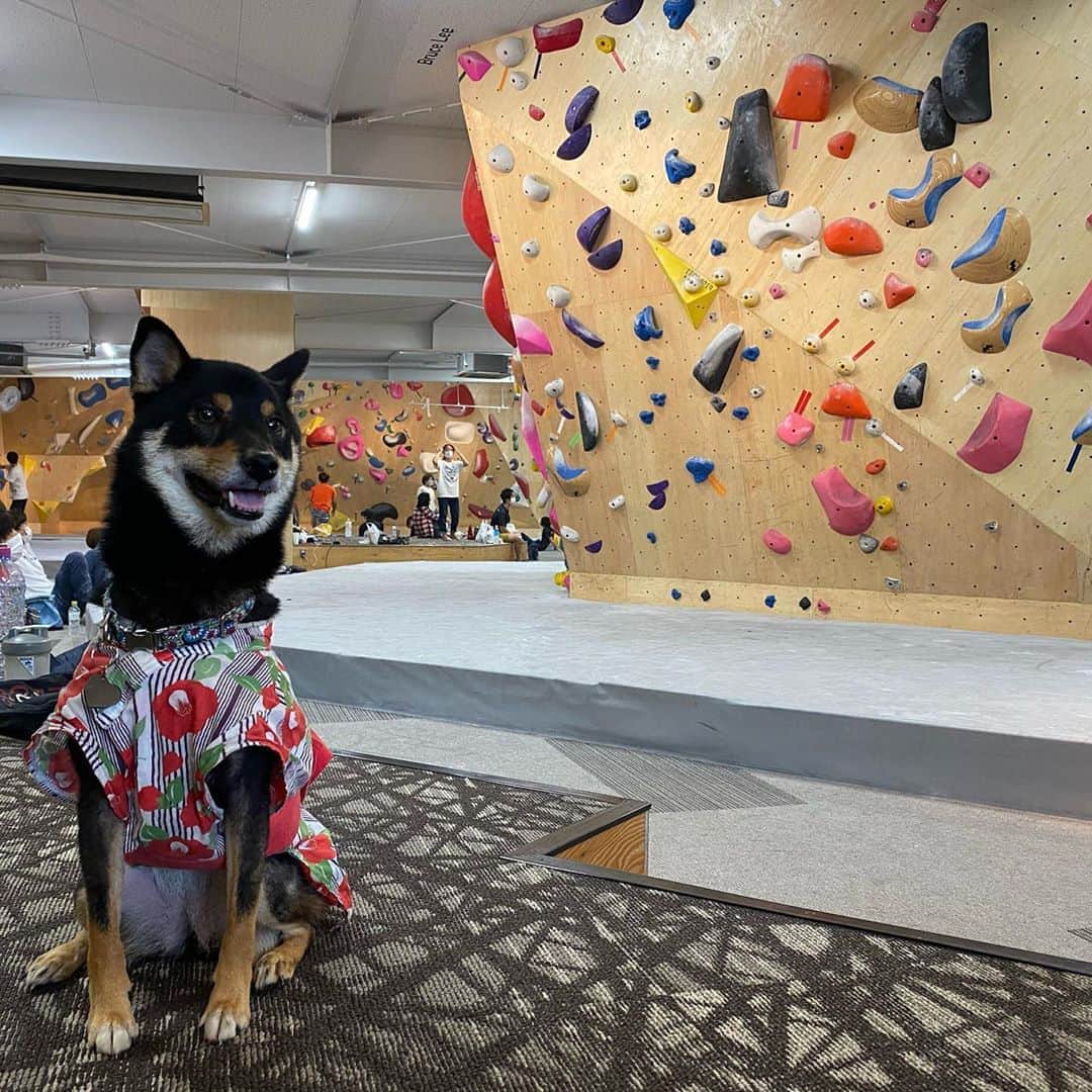 平山ユージさんのインスタグラム写真 - (平山ユージInstagram)「Lot’s of happening this weekend✨✨Saturday It was global climbing day so  @thenorthfacejp made an Instalive with @saruzaemon9 🌏and On Sunday come with Hijiki again @boulderpark_basecamp  I send several nice boulder🙌🏻🙌🏻 You can check them out ✨✨✨  週末は盛り沢山だったなーー、土曜日はグローバルクライミングデー🌏で徹くんと @thenorthfacejp でインスタライブ、日曜日はひじき再び来てボルダーセッション、楽しく何本か登る事ができた。動画チェックしてみてね✨👍  #hanno #飯能　#hijiki #inthehouse #chocolateandhijiki #東飯能　  @basecamp.import @thenorthfacecup  @grizzlyholds  @bluepillclimbing  @kumikiclimbing  @squadraholds  @magalaclimbingholds」8月24日 0時03分 - yuji_hirayama_stonerider