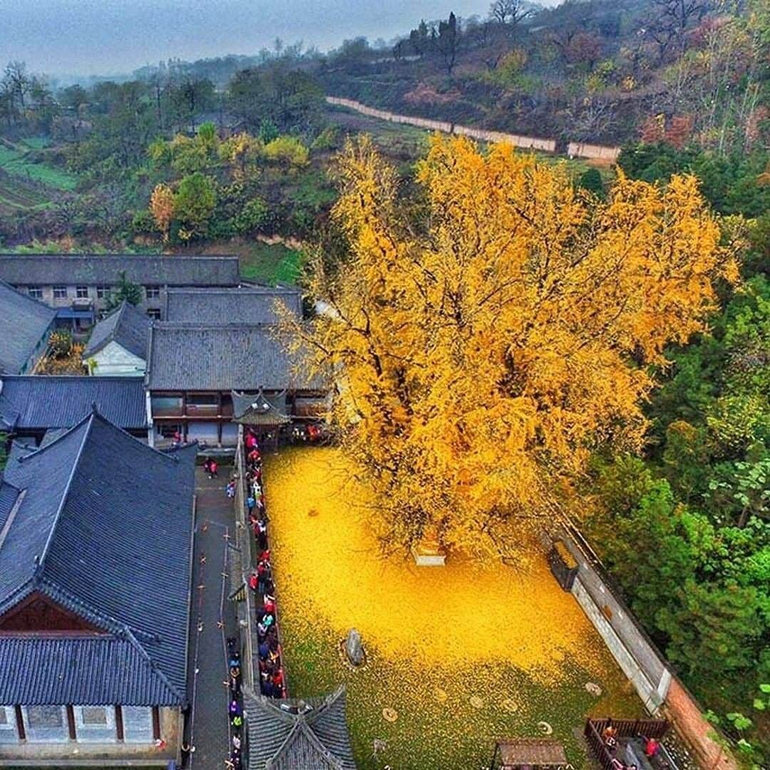 Discover Earthさんのインスタグラム写真 - (Discover EarthInstagram)「🌼🌼🌼 "Located in the backyard of the Gu Guanyin Buddhist Temple, lays this 1400-year-old Ginkgo tree that sheds golden leaves. The surroundings of the Zhongnan Mountains in China are rather dull, which makes the tree stand out and seem even more magical. The Ginkgo Biloba is the last surviving species from an ancient group of Cinese trees, that are older than the dinosaurs.  Photos from ©Han Fei" 🇨🇳 #discoverChina via @ourplanetdaily」8月24日 0時30分 - discoverearth