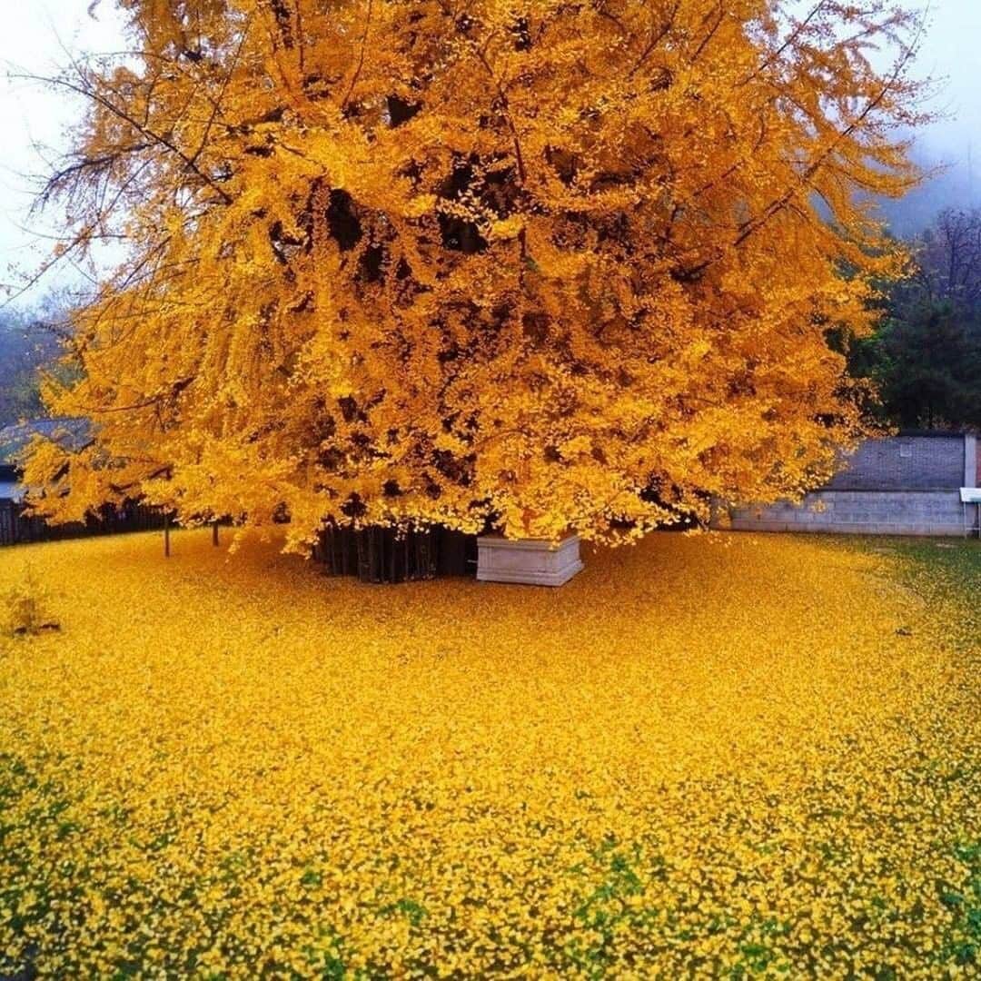 Discover Earthさんのインスタグラム写真 - (Discover EarthInstagram)「🌼🌼🌼 "Located in the backyard of the Gu Guanyin Buddhist Temple, lays this 1400-year-old Ginkgo tree that sheds golden leaves. The surroundings of the Zhongnan Mountains in China are rather dull, which makes the tree stand out and seem even more magical. The Ginkgo Biloba is the last surviving species from an ancient group of Cinese trees, that are older than the dinosaurs.  Photos from ©Han Fei" 🇨🇳 #discoverChina via @ourplanetdaily」8月24日 0時30分 - discoverearth