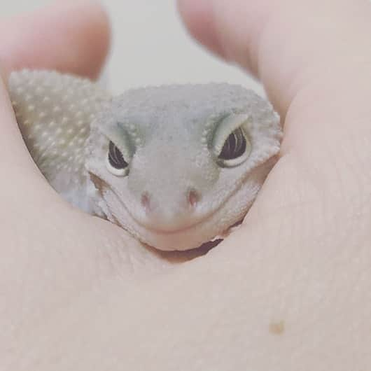 赤荻百華さんのインスタグラム写真 - (赤荻百華Instagram)「おやすみなさい(ρω*)ﾉ   #reptiles   #ヒョウモントカゲモドキ」8月24日 0時42分 - tokagekinobori