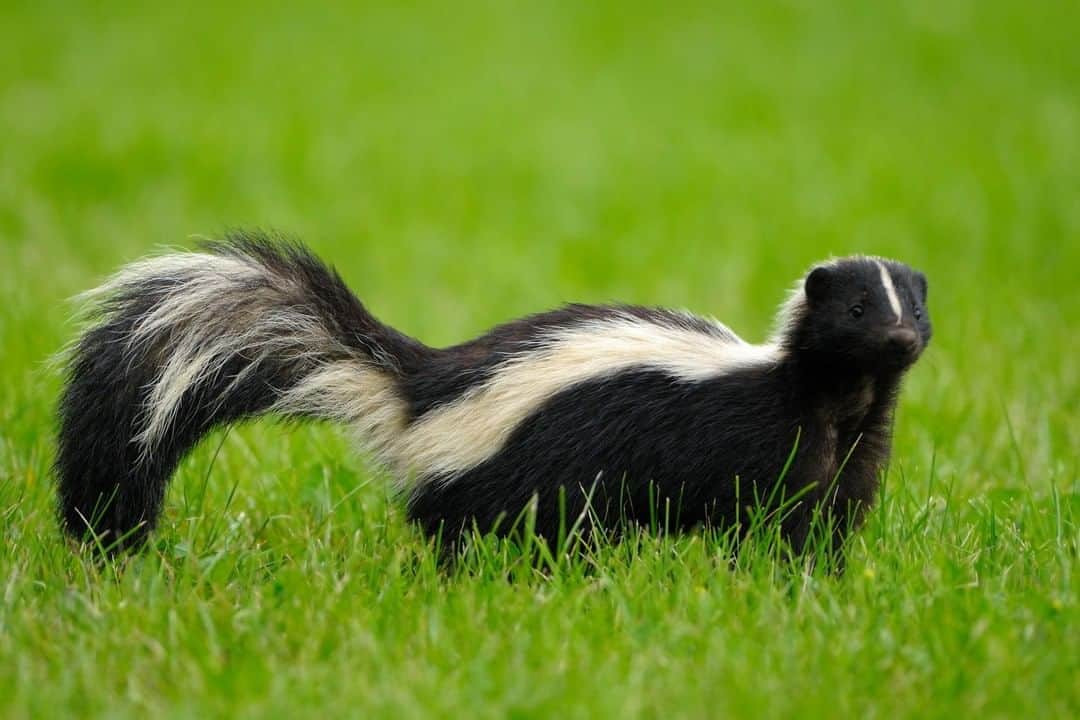 アニマルプラネットさんのインスタグラム写真 - (アニマルプラネットInstagram)「Skunks can get a bad reputation just by the stinky spray they exude when threatened. But what a lot of you may not know is that skunks help the local environment, eating grubs, insects, rodents and other pests!  . . . . . . . #skunk #rodent #smell #smellyanimals #skunks #animalplanet #pictureoftheday #photooftheday」8月24日 1時00分 - animalplanet