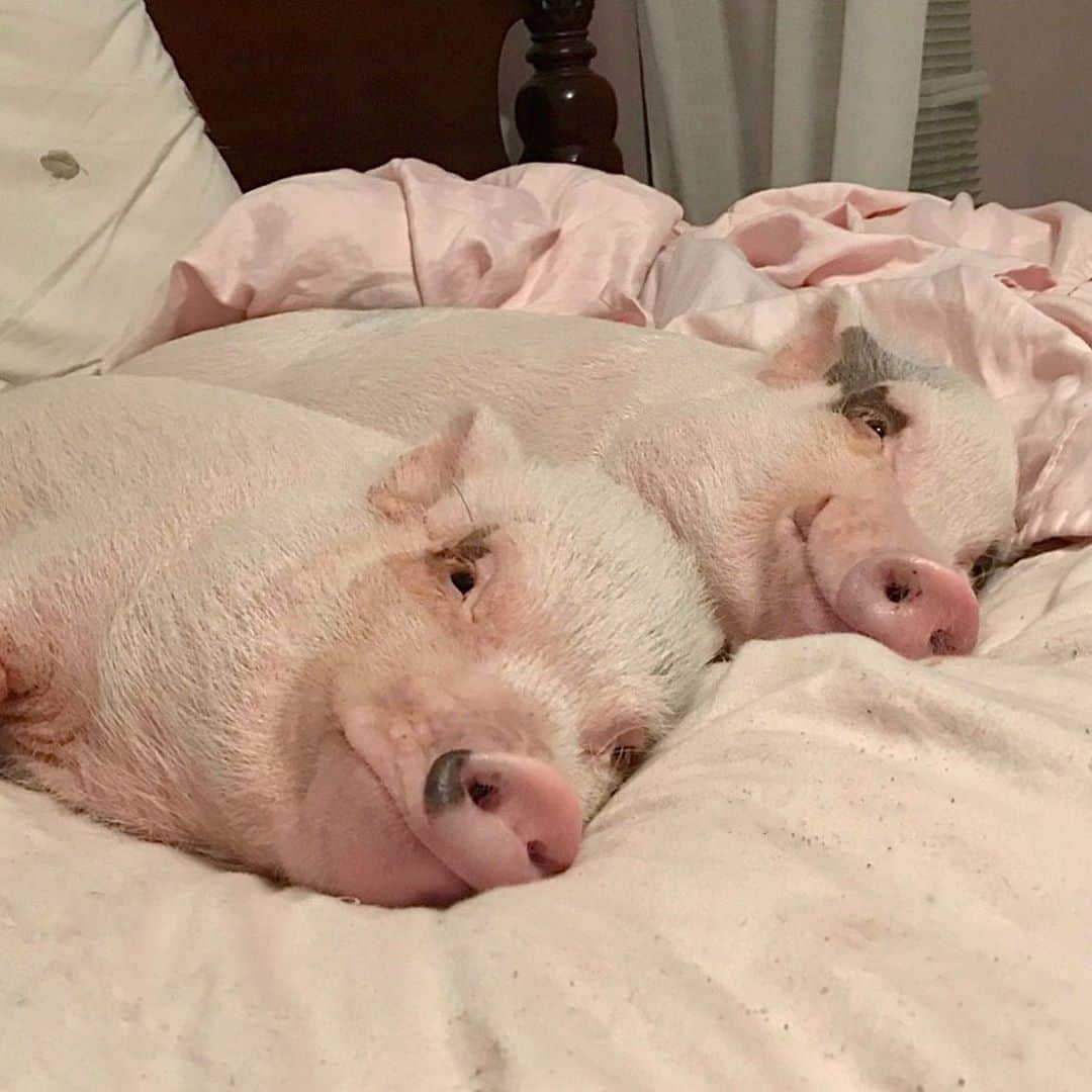 Priscilla and Poppletonさんのインスタグラム写真 - (Priscilla and PoppletonInstagram)「Happy Lazy Snout Sunday from me and Pop! We played outside all morning and are about to to take a little piggy snooze while it’s so hot out. What’s everyone else up to?💗🐽#snoutsunday #lazypigs #PrissyandPop」8月24日 1時14分 - prissy_pig