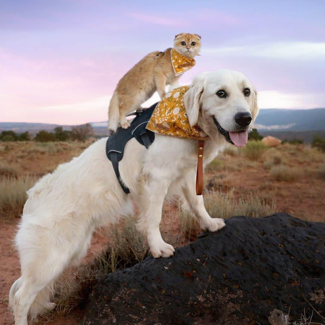 Aww Clubさんのインスタグラム写真 - (Aww ClubInstagram)「Sometimes it takes a climb to get the best view⠀ ⠀ 📷@calvin.andco⠀ ⠀ #meowed #calvinandco #goldenretriever #scottishfold #adventuredog #adventurecat #adventures #travelbuddy」8月24日 2時00分 - meowed