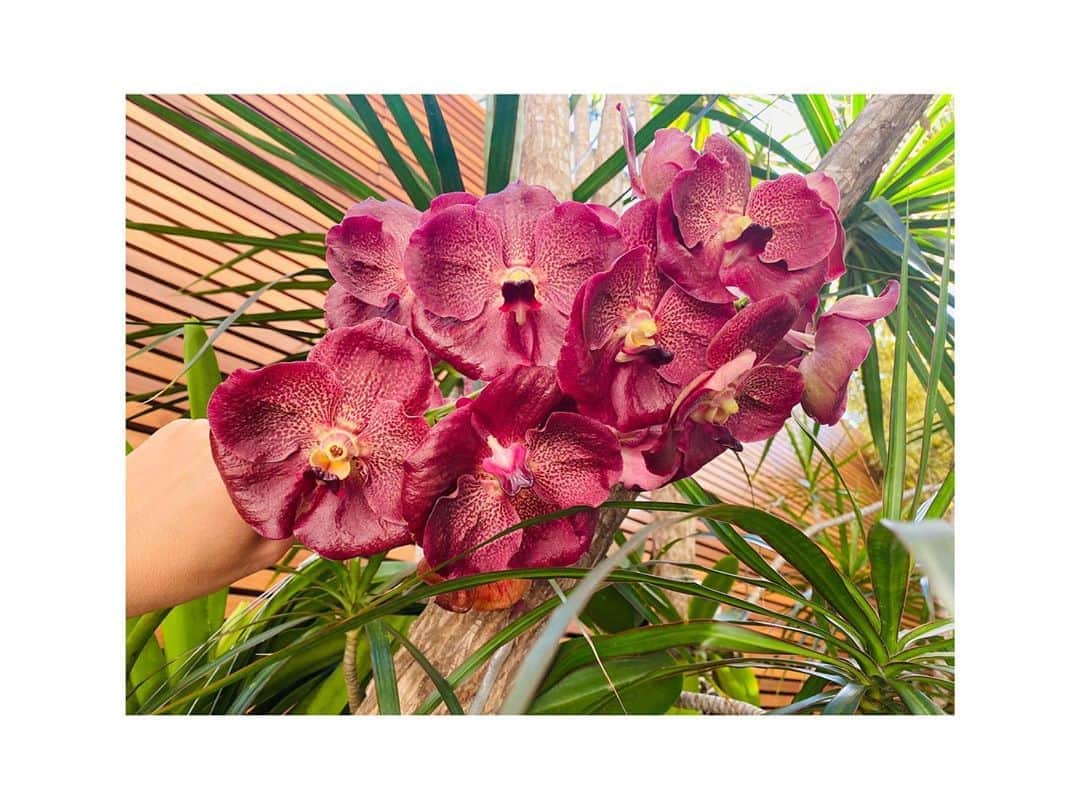 ジュリアナ・パエスのインスタグラム：「Nenhuma cor foi inventada pelo homem... 🙏🏽🙏🏽🙏🏽 #anaturezaédivina #deus #nature #natureza #amoflores」