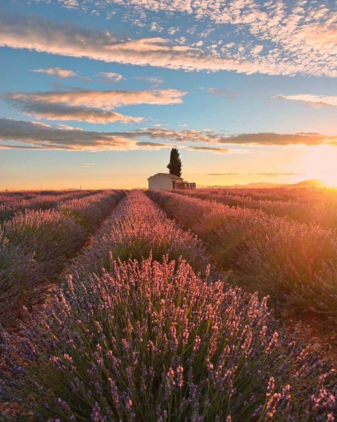 ロクシタンさんのインスタグラム写真 - (ロクシタンInstagram)「Golden hour just hits different in Provence ✨ especially over this now-famous house in a field in Valensole! #Regram 📸 @micheizzo #LOccitane #Valensole #Provence #Lavender #AlpesdeHauteProvence #GoldenHour #LavenderFields #VisitSouthofFrance #France」8月24日 3時00分 - loccitane