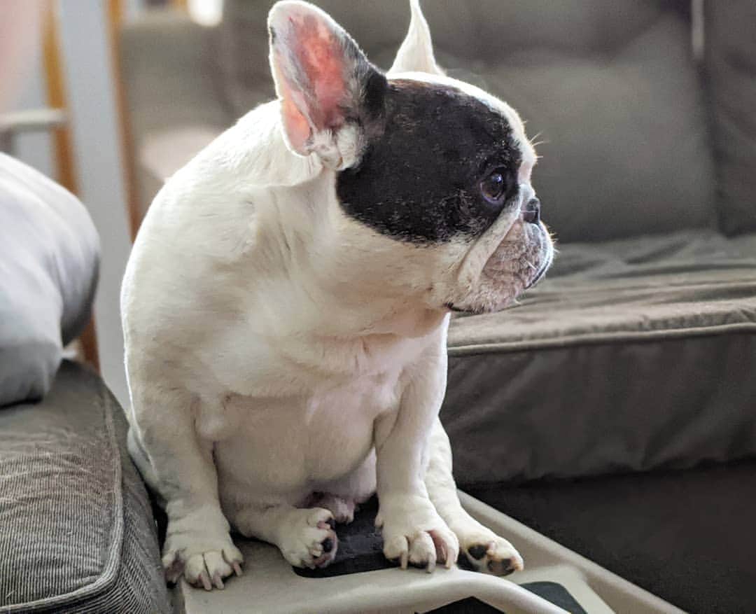 Manny The Frenchieのインスタグラム：「Don't all dogs watch TV like this?!」