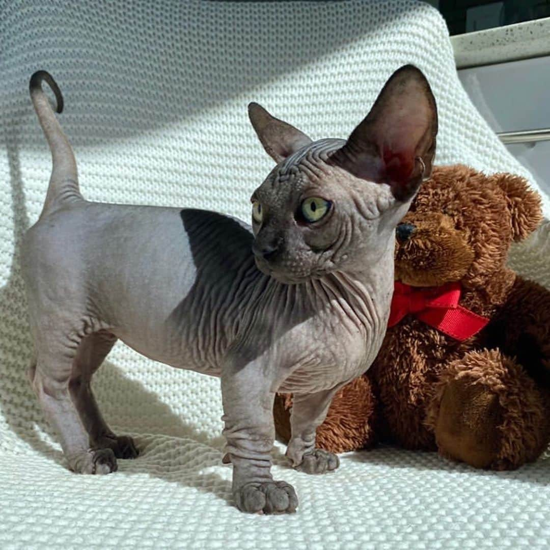 Miss Jacksonさんのインスタグラム写真 - (Miss JacksonInstagram)「My handsome baby boy ... Saturday can’t come fast enough! Thank you @svix_cattery for making this experience everything! 💙💫」8月24日 3時23分 - 2cheekzback