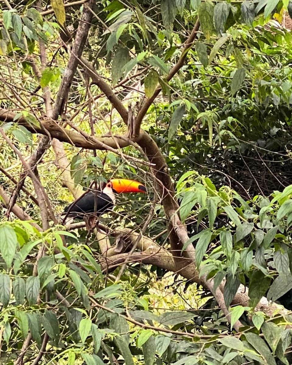 Giovanna Antonelliのインスタグラム：「Visita na janela.... choro agora ou depois? #tucano 🦅」