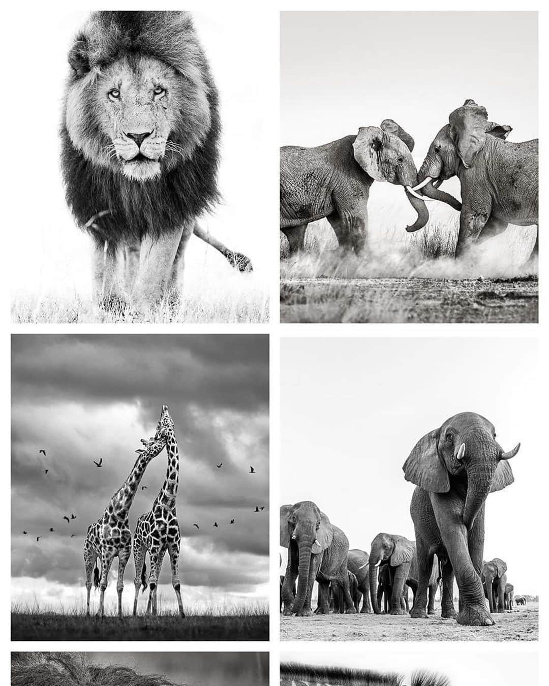 Canon Photographyさんのインスタグラム写真 - (Canon PhotographyInstagram)「120 photographers united for a good cause @printsforwildlife  @printsforwildlife is a month-long fundraiser for African wildlife and communities founded by photographers @pie_aerts and @ladyvenom. A globally renowned group of over 120 wildlife photographers have come together to sell limited edition prints to raise money for conservation.  For 100 dollar you can purchase your print at www.printsforwildlife.org to support people and wildlife in 18 African parks in 11 countries. But be quick: The fundraiser ends on the 26th of August! Only 3 more days to go.  100% of the proceeds (after printing and handling) will be donated to @africanparksnetwork so that they can continue to protect wildlife and deliver benefits to local communities during the COVID pandemic. #printsforwildlife」8月24日 4時06分 - cpcollectives
