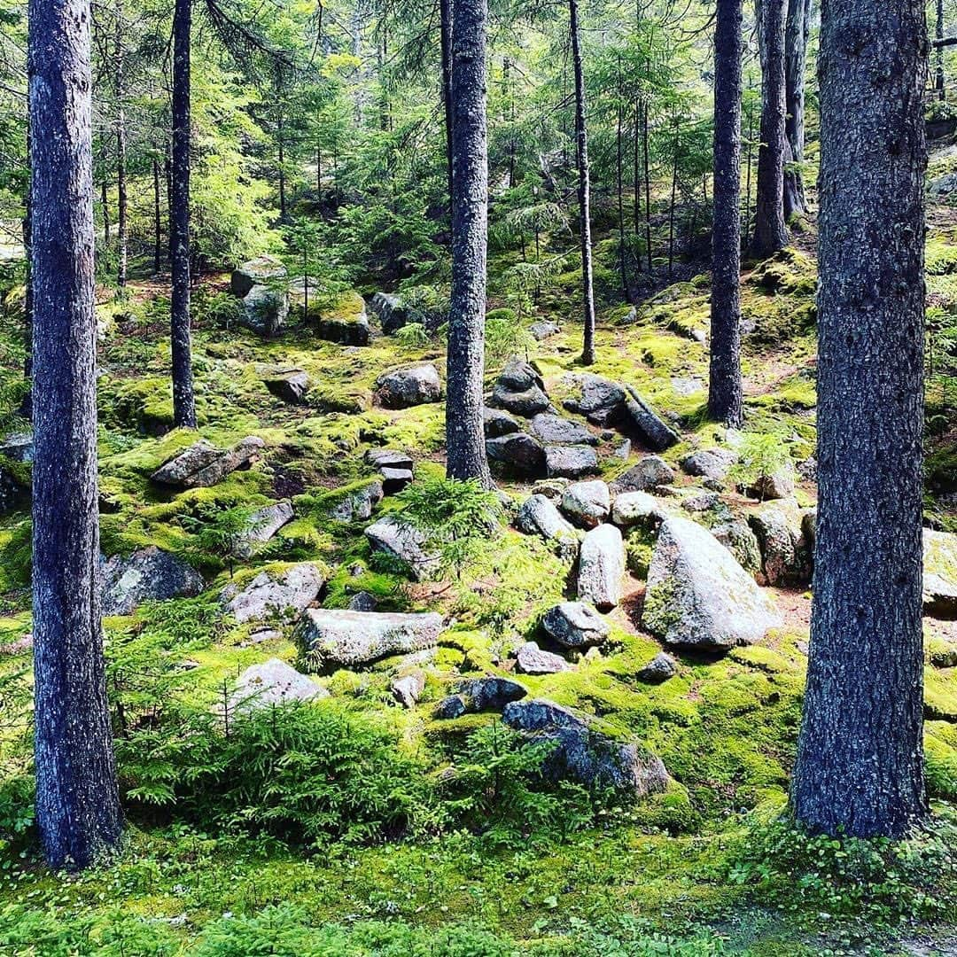 マーサ・スチュワートさんのインスタグラム写真 - (マーサ・スチュワートInstagram)「A stroll through #CampSkylands. “Right after a night of a soft soaking rain and just as the sun is starting to emerge from a gray and cool sky. The pink stone brightens with moisture and the moss turns bright green everywhere,” says @marthastewart48. #regram 📷: @marthastewart48」8月24日 4時31分 - marthastewart