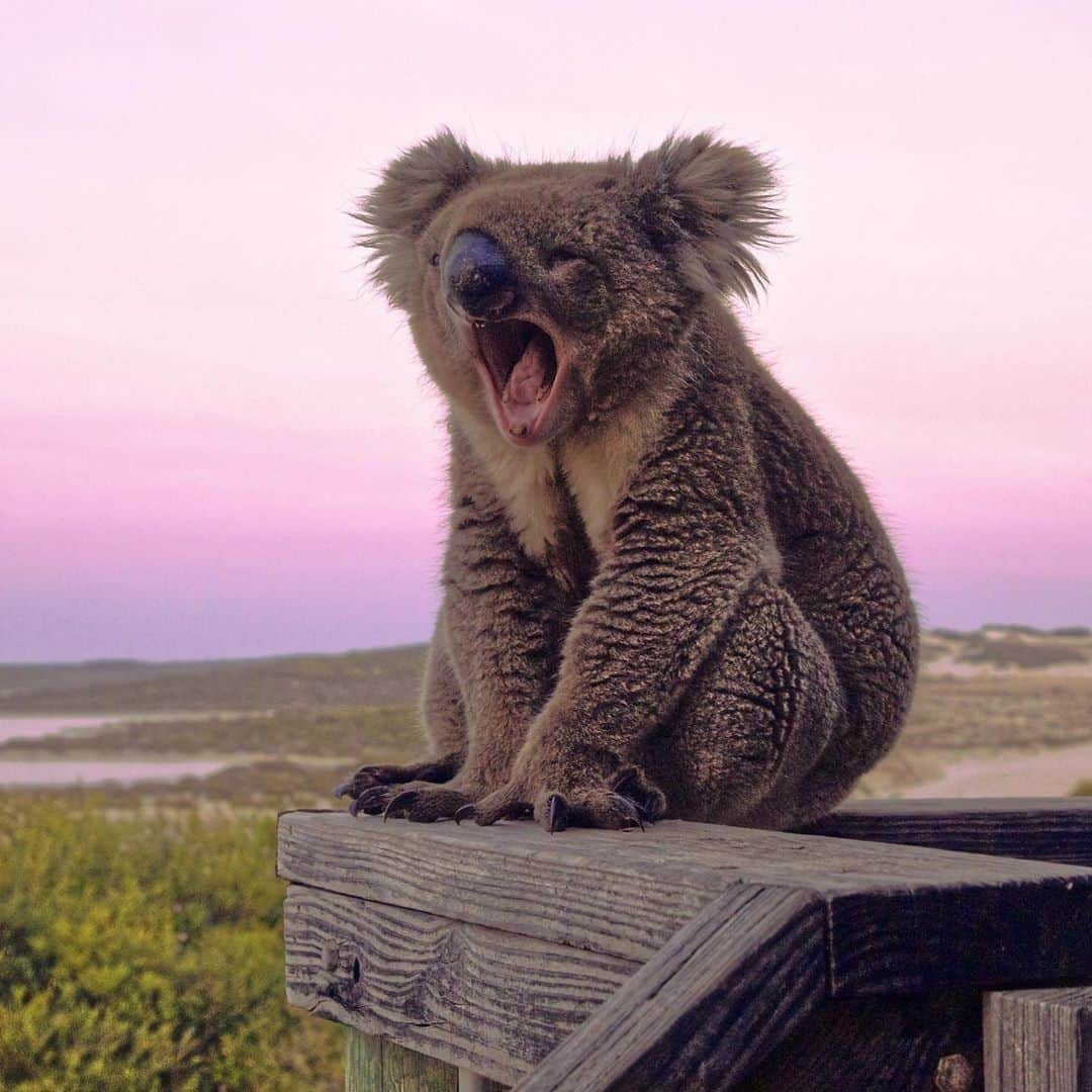 Australiaさんのインスタグラム写真 - (AustraliaInstagram)「Unlike Kenny here, we promise you’ll never get tired of a @port_lincoln sunset 😍 @samanthalodgephotography captured this rather sleepy local watching the #sunset over #PortLincoln’s Sleaford Bay in @southaustralia’s @eyrepeninsula. Known for its abundance of resident wildlife and epic coastal experiences, this idyllic location is also the gateway to Lincoln National Park where you’ll find secluded bays, sculpted sand dunes and idyllic islands just off the mainland. Dive in and meet the local marine life with @adventurebaycharters, or tuck into the region's freshest seafood on a @CoffinBayOysterFarmTours - there’s something to satisfy everyone! #seeaustralia #seesouthaustralia #visiteyrepeninsula」8月24日 5時00分 - australia