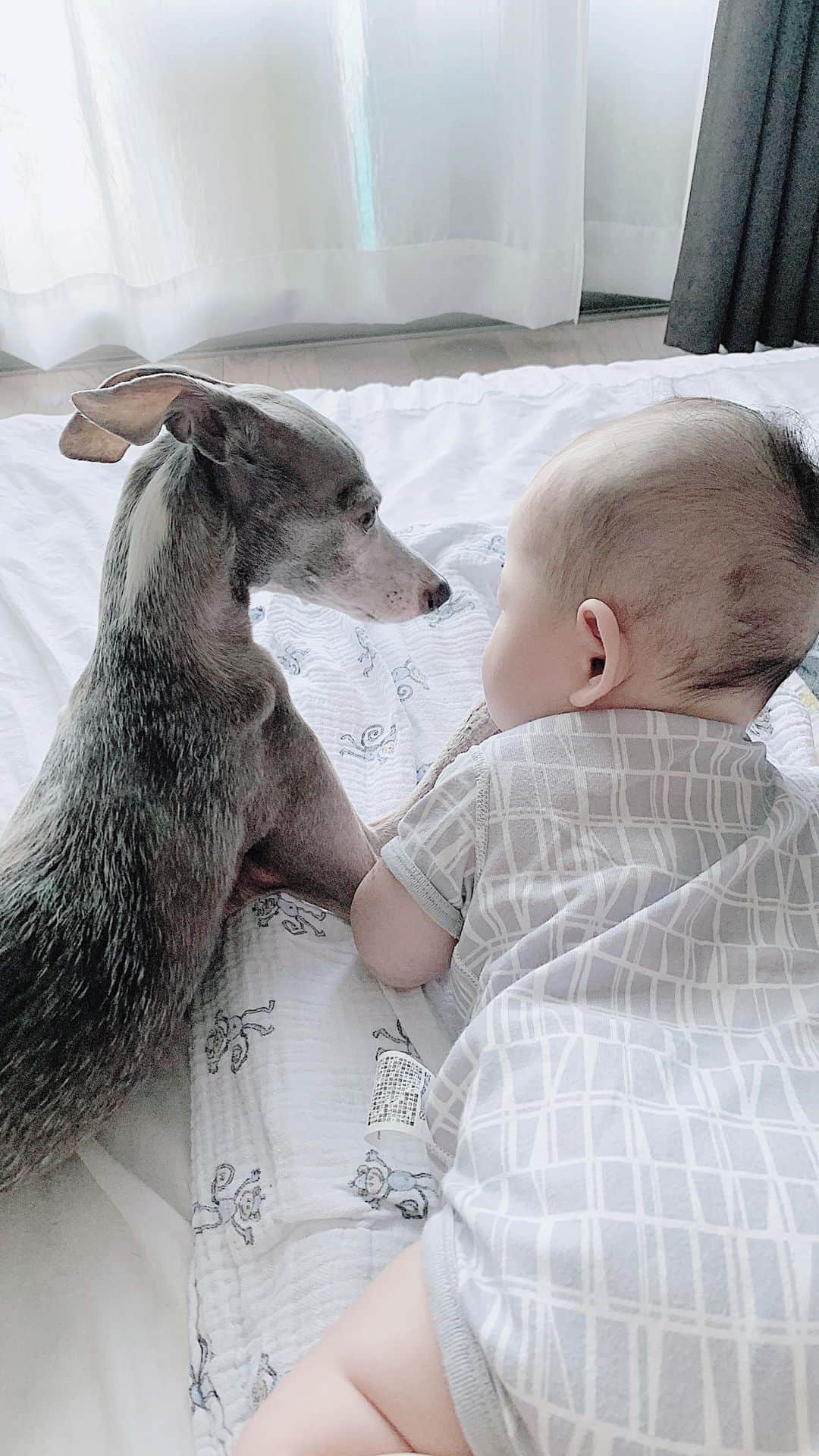 のインスタグラム：「* ***** Stand by me🐶👶❤️ ***** 優しくタッチ出来ました👶🐶 最近の息子は、ハウルを目で追ってはニコニコとご機嫌です😊 ハウルも嬉しいのか、しょっちゅう息子の様子を覗いています☺️💓 ***** #イタグレ#イタリアングレーハウンド#italiangreyhound#dogstagram#イタグレとの暮らし#iggysofinstagram#iggygram #iggylove#iggylife#犬のいる暮らし#イタグレ服#iggysoftheworld #iggysofinstagram #dogsofig #dogsofinstagram #犬好きな人と繋がりたい#おんせん県おおいた#新米ママ#生後6ヶ月#6ヶ月baby#6ヶ月ベビー#ベビスタグラム#babyanddog」