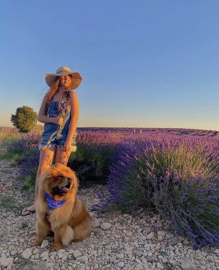 Melvita Officialのインスタグラム：「Notre envie de début de semaine ?  Une longue balade dans les champs de lavande un soir chaud d’été sous un magnifique couché de soleil  Merci à @ginie.83 pour cette jolie photo aux belles couleurs 💜  #Melvita #cosmétiques #naturel #bio #summer #vacances #holidays #été #lavande #provence #sud #france #flower #lavande #lavander #sunset #couchédesoleil」