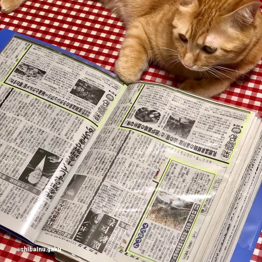 Kazumi-Gakumamaさんのインスタグラム写真 - (Kazumi-GakumamaInstagram)「寅次朗🐈は今、パパの連載記事をマジメに読んでいます➰📰😼 *  実は、あぁ見えてパパ(あつし犬)は産経新聞が発行している夕刊紙「夕刊フジ」に連載を持っているんだょ〰️😊 *  パパの連載は「菜湯紀(さいゆ〜き)」と言って全国の温泉♨️と食がテーマです🖋 *  菜湯紀は、毎週金曜日に掲載➰🗞 *  翌週火曜日には、金曜日に掲載された温泉宿の宿泊券のプレゼントコーナーも掲載されるョ〜♨️🎫🎁 *  ステキな温泉宿のペアチケットが当たるチャンスがあります♨️ *  夕刊フジの発行部数は106万部📰 43都府県で発行✏️ 「菜湯紀 zakzak」で検索すればネットで読む事も出来ます💻📳 *  皆さ~ん、宜しくね➰👋 🐾----*----*----*----🐾 Torajiro is now reading an article written by Papa 📰😼 My dad serializes hot springs and food in major Japanese newspapers🗞✒️👓 🐾----*----*----*----🐾 #猫 #ねこ #ニャンコ #cat #寅次朗 #茶トラ #まるどら #今日の寅次朗 #gingercat #にゃんすたぐらむ #ねこすたぐらむ #pecoねこ部 #pecotv #ふわもこ部 #catoftheday #catstagram #Hermoso #weeklyfluff #あつし犬 #夕刊フジ #zakzak #菜湯紀 #板倉あつし #温泉ソムリエ泉伝部長 #20200824」8月24日 16時27分 - shibainu.gaku