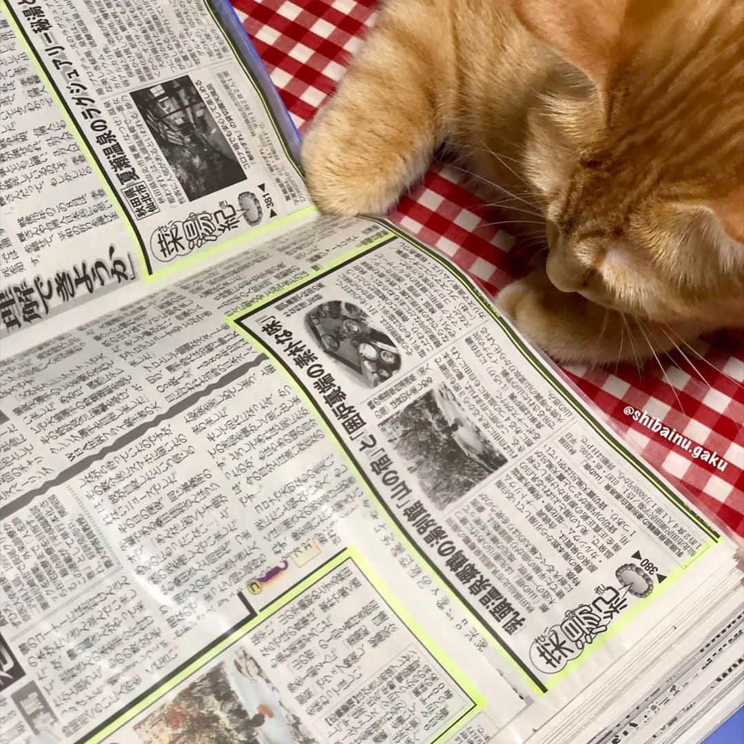 Kazumi-Gakumamaさんのインスタグラム写真 - (Kazumi-GakumamaInstagram)「寅次朗🐈は今、パパの連載記事をマジメに読んでいます➰📰😼 *  実は、あぁ見えてパパ(あつし犬)は産経新聞が発行している夕刊紙「夕刊フジ」に連載を持っているんだょ〰️😊 *  パパの連載は「菜湯紀(さいゆ〜き)」と言って全国の温泉♨️と食がテーマです🖋 *  菜湯紀は、毎週金曜日に掲載➰🗞 *  翌週火曜日には、金曜日に掲載された温泉宿の宿泊券のプレゼントコーナーも掲載されるョ〜♨️🎫🎁 *  ステキな温泉宿のペアチケットが当たるチャンスがあります♨️ *  夕刊フジの発行部数は106万部📰 43都府県で発行✏️ 「菜湯紀 zakzak」で検索すればネットで読む事も出来ます💻📳 *  皆さ~ん、宜しくね➰👋 🐾----*----*----*----🐾 Torajiro is now reading an article written by Papa 📰😼 My dad serializes hot springs and food in major Japanese newspapers🗞✒️👓 🐾----*----*----*----🐾 #猫 #ねこ #ニャンコ #cat #寅次朗 #茶トラ #まるどら #今日の寅次朗 #gingercat #にゃんすたぐらむ #ねこすたぐらむ #pecoねこ部 #pecotv #ふわもこ部 #catoftheday #catstagram #Hermoso #weeklyfluff #あつし犬 #夕刊フジ #zakzak #菜湯紀 #板倉あつし #温泉ソムリエ泉伝部長 #20200824」8月24日 16時27分 - shibainu.gaku