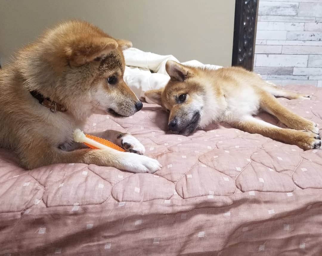 柴犬たま Shibainu Tamaのインスタグラム