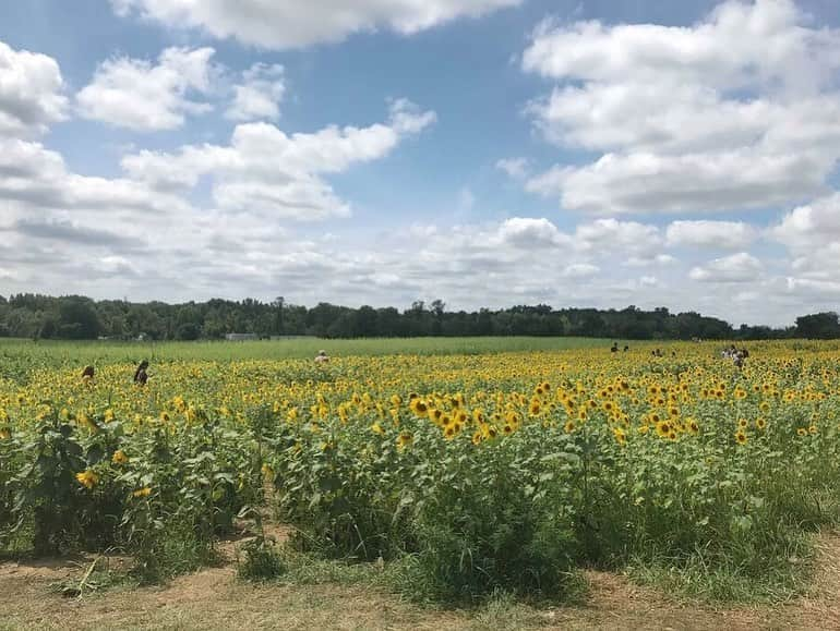 アメリカ大使館さんのインスタグラム写真 - (アメリカ大使館Instagram)「オハイオ州シンシナティにあるコッテルパーク(Cottell Park)では、今ひまわり🌻が満開。 暑さの中凛々しく咲くひまわり🌻、見てるだけで元気でてくるー😁 . #usa #america #studyabroad #livinginamerica #ohaio #cincinnati #park #walkinthepark #summersky #sunflowers #vividyellow #アメリカ #アメリカ生活 #留学 #オハイオ州 #シンシナティ #公園 #散歩 #ひまわり #ひまわり畑 #満開 #夏空 #夏雲 #夏休み #黄色い花 #凛々 #気分転換に #お散歩エクササイズ」8月24日 17時00分 - usembassytokyo