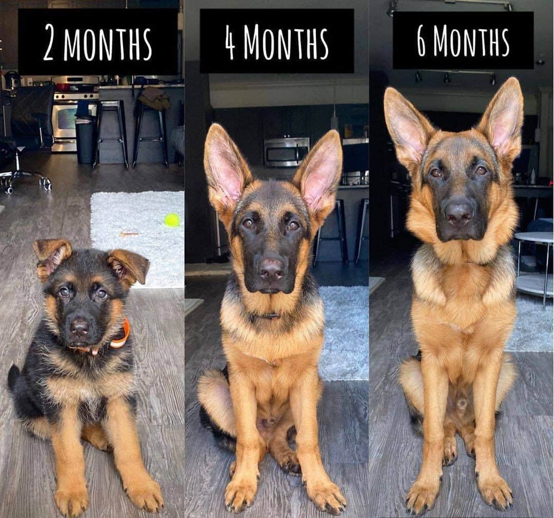 8crapさんのインスタグラム写真 - (8crapInstagram)「“Do all puppies grow this fast? 😩" - Want to get featured like him? Join “The Barked Club” on FACEBOOK and post something now! 👉 barked.com - 📷 @saint.thegsd - #TheBarkedClub #barked #Barked10MonthsChallenge #dog #doggo #puppy #pupper #GermanShepherd #GSD #GermanShepherdPuppy」8月24日 17時00分 - barked