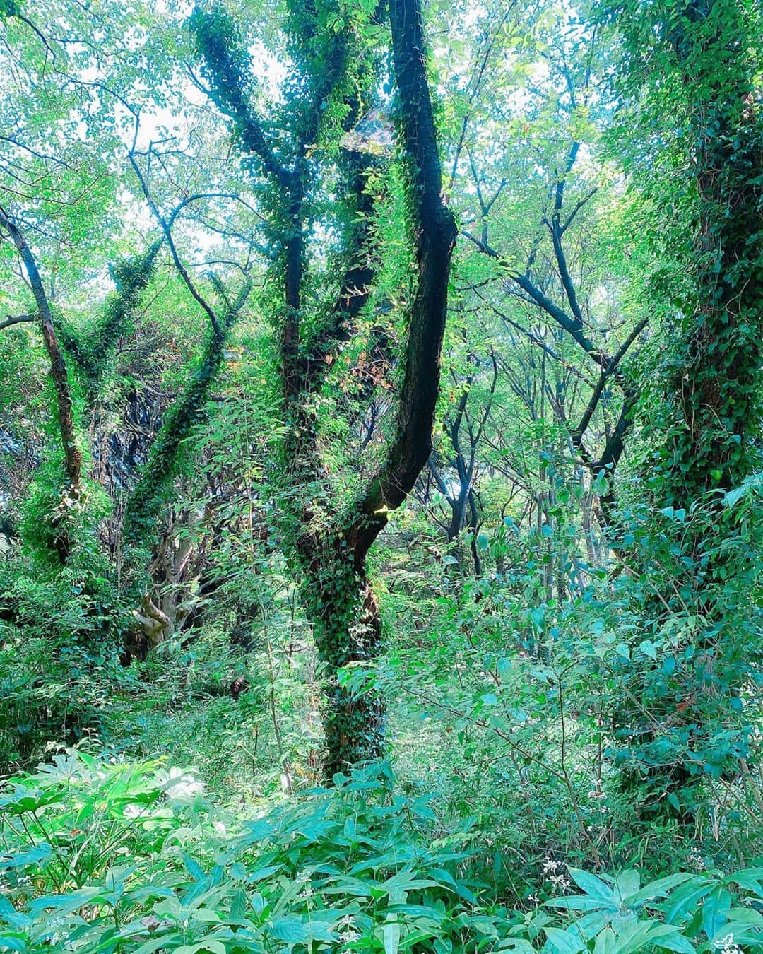 のインスタグラム：「🎐🍃❤︎」