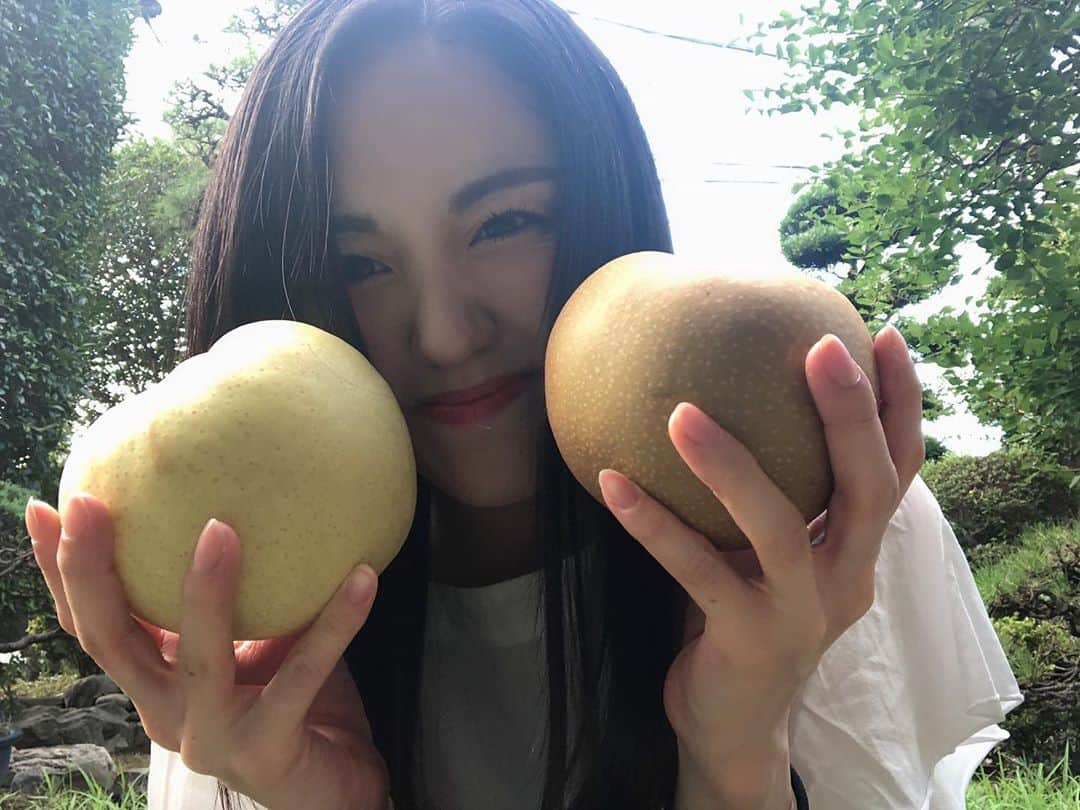 加藤梨里香さんのインスタグラム写真 - (加藤梨里香Instagram)「菊水🍐あきづき🍐 黄緑の方が菊水で、茶色い方があきづきです☺︎ . 菊水は、コアなファンがいるイメージ。笑 あきづきは、甘くて、形がかわいい梨。笑 あきづきの収穫時期には少し早いのですが、いい色だったので収穫できました!! . 私のSNS全般が、農家アカウント化してきているので、いい塩梅で投稿していこうと思います🙃 (とか言いながら、たぶん、ばんばん梨のこと載せる気がするヨ) . 最近は作業の手際がとても良くなってきました🙌 . #梨 #梨農家 #梨農家の孫  #菊水 #あきづき」8月24日 17時09分 - ririka_kato_