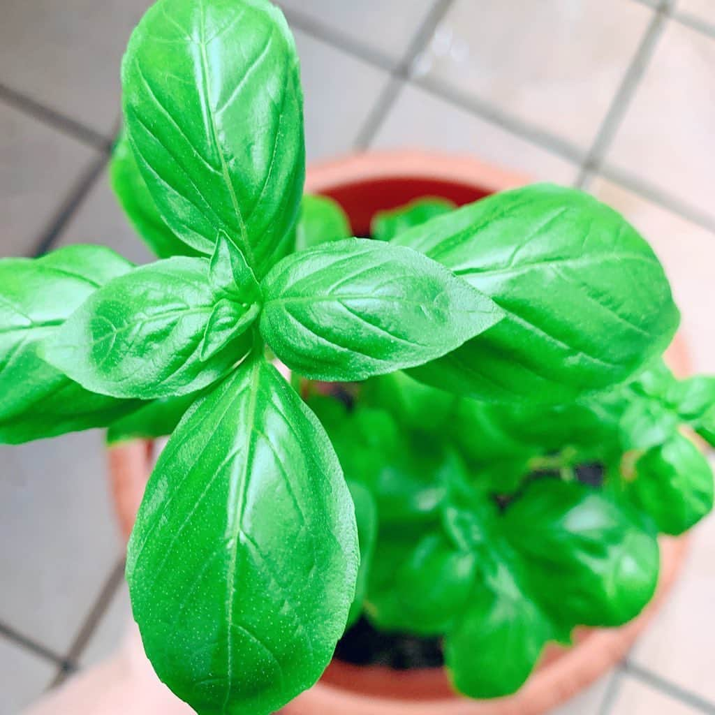 飯田里穂さんのインスタグラム写真 - (飯田里穂Instagram)「バジルを大きい鉢に植え替えてみたよ〜🌱  苗で買った初期の頃と比べると よく育った✨  まだまだ大きくなれよん！  #いつかいっぱい摘んで #ジェノベーゼパスタ #作りたい🍝」8月24日 17時14分 - rippi_ii