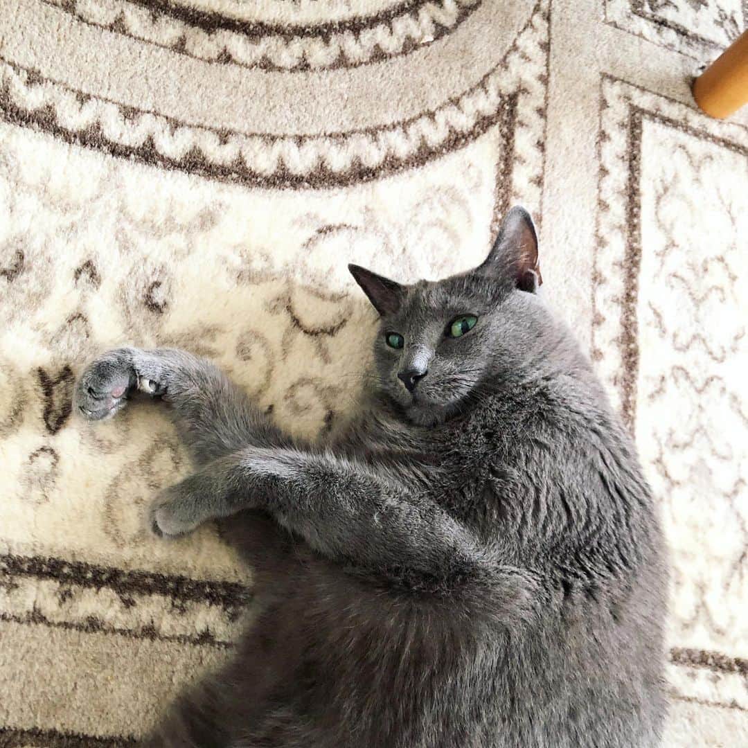 のインスタグラム：「おはよー！ トトロじゃないよ、こてつだよ😺😹🙀-Kote(こて) #goodmorning #lhatemondays  .  #cat #russianblue #猫 #ねこ #ロシアンブルー #chat  #gato #greycat  #greeneyes #emeraldeyes #ふわもこ部 #にゃんすたぐらむ  #みんねこ  #INSTACAT_MEOWS #catstocker #meowsandwoofs #excellent_cats #meowvswoof #catsofworld #TopCatPhoto  #cutepetclub #IgAnimal_Snaps #cat_features #bestmeow #petoftoday」