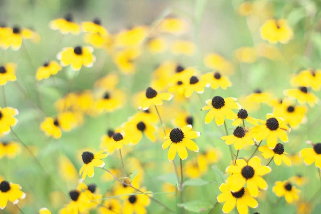 kiccyomuのインスタグラム：「☁️ 2020.08.24 Mon #向島百花園 萩の花はまだまだですが… #ルドベキア ？がたくさん😊 蚊にも刺されました… 毎度の事ですが😅  #心に花を 月曜日…今日も元気に🤗  location #東京 📷撮影 2020年08月22日 #オールドレンズ 📷 #Minolta」