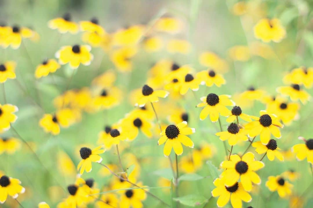 kiccyomuさんのインスタグラム写真 - (kiccyomuInstagram)「☁️ 2020.08.24 Mon #向島百花園 萩の花はまだまだですが… #ルドベキア ？がたくさん😊 蚊にも刺されました… 毎度の事ですが😅  #心に花を 月曜日…今日も元気に🤗  location #東京 📷撮影 2020年08月22日 #オールドレンズ 📷 #Minolta」8月24日 8時26分 - kiccyomu