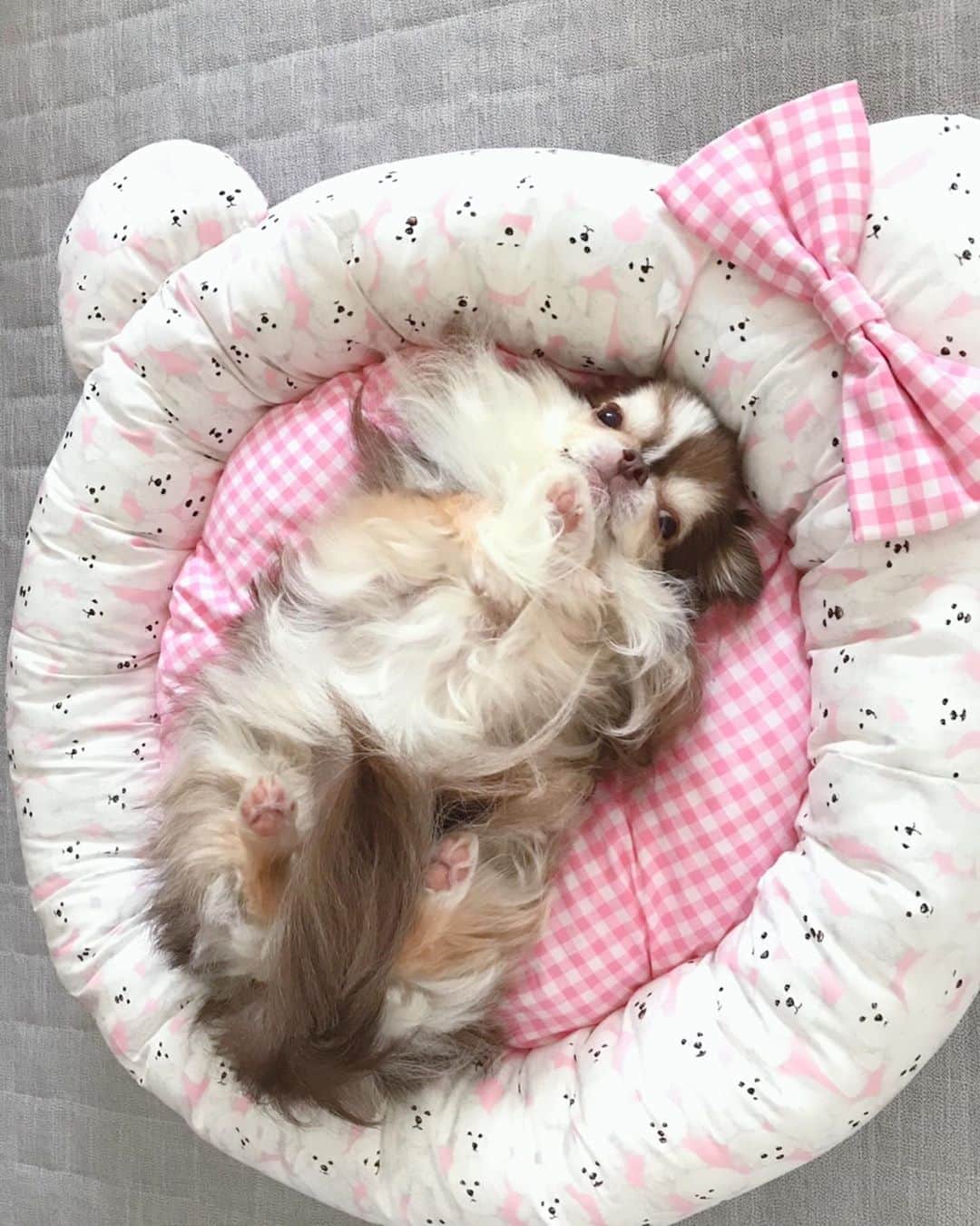 kayoのインスタグラム：「* * * おNEWなベッドでくつろぐ らいちん☺️💕 * * @shop.rosylife  さんの 耳付きベッド可愛いー😍 * * Lychee💗 * * #chihuahua#chihuahualove#dogstgram#dog#instadog#チワワ#チワワ大好き#チワワのいる暮らし * * *」