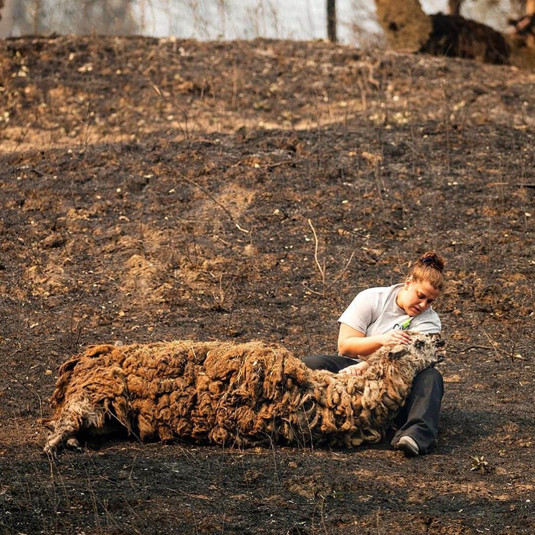 ティモシー・サイクスさんのインスタグラム写真 - (ティモシー・サイクスInstagram)「⚠️GRAPHIC CONTENT & NEW FUNDRAISER LINK IN @karmagawa BIO⚠️ We started a new fundraiser where 100% of funds raised will support firefighters, locals and animals affected by the California wildfires that are currently raging out of control. Now 100,000+ people have been evacuated, millions of animals are at risk & 14,000+ firefighters are battling more than 600 blazes for the past week & 1.1 million acres of land have burnt, 3x more land burnt than in ALL of 2019! The LNU Lightning Complex is now the 2nd largest wildfire in California history, burning 341,243 acres & the SCU Lightning Complex is the state’s 3rd largest fire ever with 339,968 acres burnt. The forecast sadly predicts drier weather Sunday evening with erratic wind gusts, which is a firefighters worst nightmare as it could spur dangerous, sudden changes in fire direction so please join us in praying for all the brave #firstresponders and let’s all use our social media platforms for good by sharing this post with your followers and tagging people, influencers, celebrities and news media that need to see this as we MUST get more help for these fire victims! All donations great and small are most appreciated for our new fundraiser to help @calfire firefighters, the thousands of evacuated families & to help pay for the vet bills of the animals that are sadly being burnt but saved by great charities like @ucdavisvetmed @charliesacres @herdandflockanimalsanctuary so let’s work together to help them all NOW! #californiafires #wildfires #savetheanimals #prayforcalifornia #karmagawa」8月24日 8時36分 - timothysykes