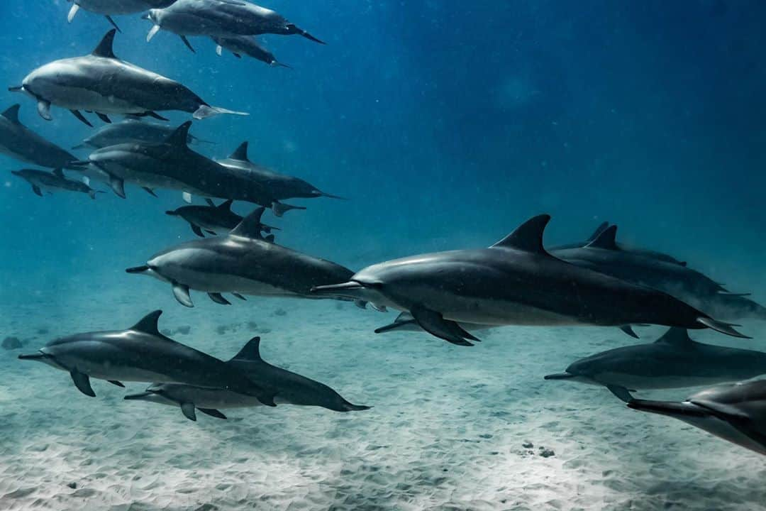 And Youさんのインスタグラム写真 - (And YouInstagram)「Best way to spend your morning is with our favorite water mammals! 🙌🏻 . . . . . . . . . . .  . . . . .  #sealife #staysalty #underwaterphotography #water_of_our_world #padi #madeofocean #adventureculture #saveouroceans #offshore #bg_underwater #freedive #divedeep #underwaterworld #snorkelaroundtheworld #uwphotography #fishesofinstagram #underwaterphoto #saltnomads #outsideculture #underwaterpig #waterandlight #divetosurvive #meistershots  #hawaiian #hawaiiunchained #hawaiilife #nakedhawaii #hawaiistagram #hawaiitag」8月24日 8時37分 - dolphinsandyou