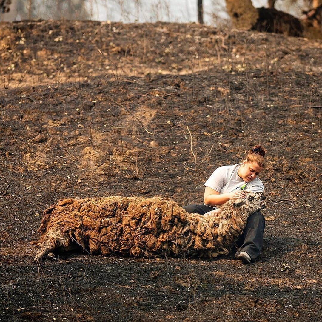 WildLifeさんのインスタグラム写真 - (WildLifeInstagram)「⚠️GRAPHIC CONTENT & NEW FUNDRAISER LINK IN OUR BIO⚠️ Click the link in @savethereef’s bio for our new fundraiser where 100% of funds raised will support firefighters, locals and animals affected by the California wildfires that are currently raging out of control. Now 100,000+ people have been evacuated, millions of animals are at risk & 14,000+ firefighters are battling more than 600 blazes for the past week & 1.1 million acres of land have burnt, 3x more land burnt than in ALL of 2019! The LNU Lightning Complex is now the 2nd largest wildfire in California history, burning 341,243 acres & the SCU Lightning Complex is the state’s 3rd largest fire ever with 339,968 acres burnt. The forecast sadly predicts drier weather Sunday evening with erratic wind gusts, which is a firefighters worst nightmare as it could spur dangerous, sudden changes in fire direction so please join us in praying for all the brave #firstresponders and let’s all use our social media platforms for good by sharing this post with your followers and tagging people, influencers, celebrities and news media that need to see this as we MUST get more help for these fire victims! All donations great and small are most appreciated for our new fundraiser to help @calfire firefighters, the thousands of evacuated families & to help pay for the vet bills of the animals that are sadly being burnt but saved by great charities like @ucdavisvetmed @charliesacres @herdandflockanimalsanctuary so let’s work together to help them all NOW! #californiafires #wildfires #savetheanimals #prayforcalifornia #karmagawa」8月24日 9時04分 - wildlifepage