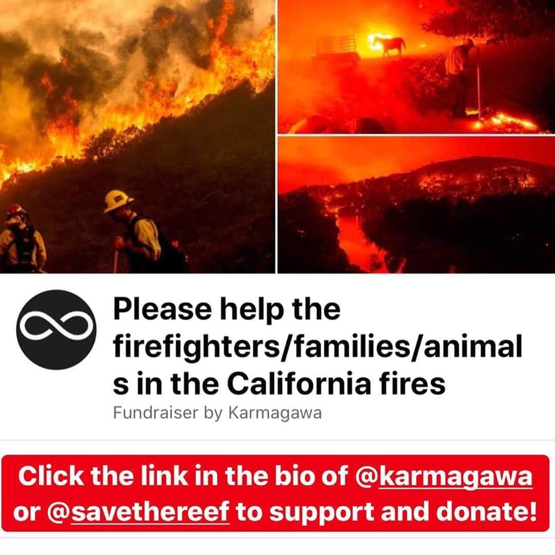 WildLifeさんのインスタグラム写真 - (WildLifeInstagram)「⚠️GRAPHIC CONTENT & NEW FUNDRAISER LINK IN OUR BIO⚠️ Click the link in @savethereef’s bio for our new fundraiser where 100% of funds raised will support firefighters, locals and animals affected by the California wildfires that are currently raging out of control. Now 100,000+ people have been evacuated, millions of animals are at risk & 14,000+ firefighters are battling more than 600 blazes for the past week & 1.1 million acres of land have burnt, 3x more land burnt than in ALL of 2019! The LNU Lightning Complex is now the 2nd largest wildfire in California history, burning 341,243 acres & the SCU Lightning Complex is the state’s 3rd largest fire ever with 339,968 acres burnt. The forecast sadly predicts drier weather Sunday evening with erratic wind gusts, which is a firefighters worst nightmare as it could spur dangerous, sudden changes in fire direction so please join us in praying for all the brave #firstresponders and let’s all use our social media platforms for good by sharing this post with your followers and tagging people, influencers, celebrities and news media that need to see this as we MUST get more help for these fire victims! All donations great and small are most appreciated for our new fundraiser to help @calfire firefighters, the thousands of evacuated families & to help pay for the vet bills of the animals that are sadly being burnt but saved by great charities like @ucdavisvetmed @charliesacres @herdandflockanimalsanctuary so let’s work together to help them all NOW! #californiafires #wildfires #savetheanimals #prayforcalifornia #karmagawa」8月24日 9時04分 - wildlifepage