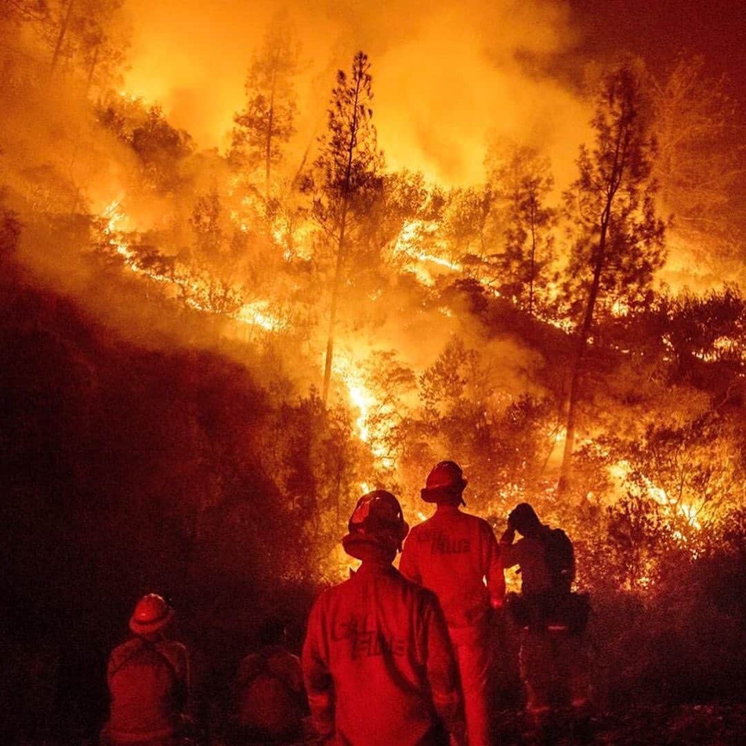 WildLifeさんのインスタグラム写真 - (WildLifeInstagram)「⚠️GRAPHIC CONTENT & NEW FUNDRAISER LINK IN OUR BIO⚠️ Click the link in @savethereef’s bio for our new fundraiser where 100% of funds raised will support firefighters, locals and animals affected by the California wildfires that are currently raging out of control. Now 100,000+ people have been evacuated, millions of animals are at risk & 14,000+ firefighters are battling more than 600 blazes for the past week & 1.1 million acres of land have burnt, 3x more land burnt than in ALL of 2019! The LNU Lightning Complex is now the 2nd largest wildfire in California history, burning 341,243 acres & the SCU Lightning Complex is the state’s 3rd largest fire ever with 339,968 acres burnt. The forecast sadly predicts drier weather Sunday evening with erratic wind gusts, which is a firefighters worst nightmare as it could spur dangerous, sudden changes in fire direction so please join us in praying for all the brave #firstresponders and let’s all use our social media platforms for good by sharing this post with your followers and tagging people, influencers, celebrities and news media that need to see this as we MUST get more help for these fire victims! All donations great and small are most appreciated for our new fundraiser to help @calfire firefighters, the thousands of evacuated families & to help pay for the vet bills of the animals that are sadly being burnt but saved by great charities like @ucdavisvetmed @charliesacres @herdandflockanimalsanctuary so let’s work together to help them all NOW! #californiafires #wildfires #savetheanimals #prayforcalifornia #karmagawa」8月24日 9時04分 - wildlifepage