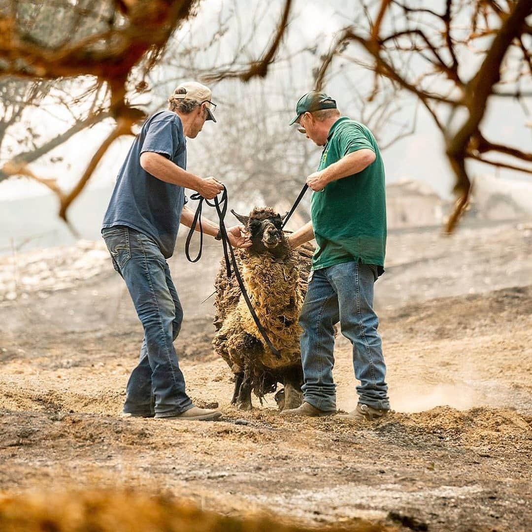 WildLifeさんのインスタグラム写真 - (WildLifeInstagram)「⚠️GRAPHIC CONTENT & NEW FUNDRAISER LINK IN OUR BIO⚠️ Click the link in @savethereef’s bio for our new fundraiser where 100% of funds raised will support firefighters, locals and animals affected by the California wildfires that are currently raging out of control. Now 100,000+ people have been evacuated, millions of animals are at risk & 14,000+ firefighters are battling more than 600 blazes for the past week & 1.1 million acres of land have burnt, 3x more land burnt than in ALL of 2019! The LNU Lightning Complex is now the 2nd largest wildfire in California history, burning 341,243 acres & the SCU Lightning Complex is the state’s 3rd largest fire ever with 339,968 acres burnt. The forecast sadly predicts drier weather Sunday evening with erratic wind gusts, which is a firefighters worst nightmare as it could spur dangerous, sudden changes in fire direction so please join us in praying for all the brave #firstresponders and let’s all use our social media platforms for good by sharing this post with your followers and tagging people, influencers, celebrities and news media that need to see this as we MUST get more help for these fire victims! All donations great and small are most appreciated for our new fundraiser to help @calfire firefighters, the thousands of evacuated families & to help pay for the vet bills of the animals that are sadly being burnt but saved by great charities like @ucdavisvetmed @charliesacres @herdandflockanimalsanctuary so let’s work together to help them all NOW! #californiafires #wildfires #savetheanimals #prayforcalifornia #karmagawa」8月24日 9時04分 - wildlifepage