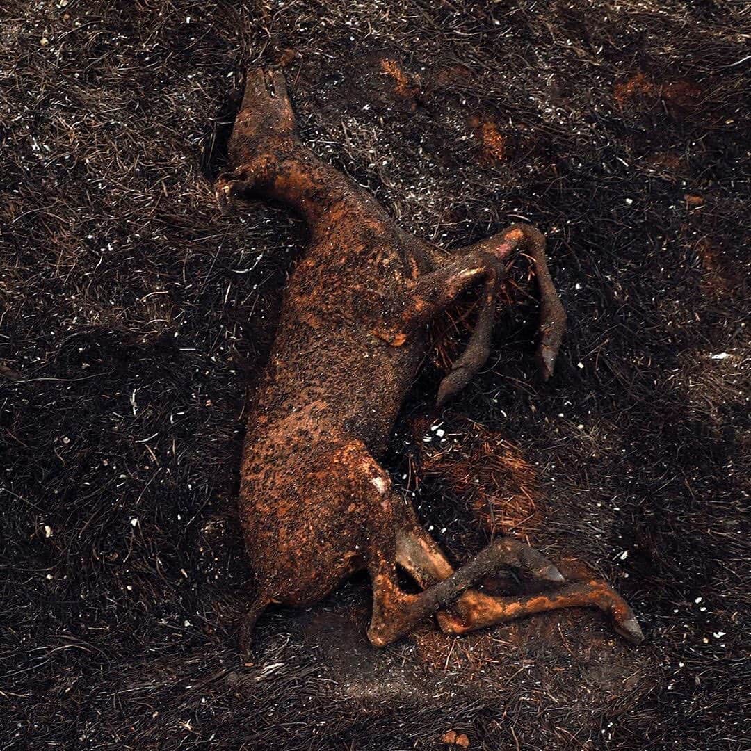 WildLifeのインスタグラム：「⚠️GRAPHIC CONTENT & NEW FUNDRAISER LINK IN OUR BIO⚠️ Click the link in @savethereef’s bio for our new fundraiser where 100% of funds raised will support firefighters, locals and animals affected by the California wildfires that are currently raging out of control. Now 100,000+ people have been evacuated, millions of animals are at risk & 14,000+ firefighters are battling more than 600 blazes for the past week & 1.1 million acres of land have burnt, 3x more land burnt than in ALL of 2019! The LNU Lightning Complex is now the 2nd largest wildfire in California history, burning 341,243 acres & the SCU Lightning Complex is the state’s 3rd largest fire ever with 339,968 acres burnt. The forecast sadly predicts drier weather Sunday evening with erratic wind gusts, which is a firefighters worst nightmare as it could spur dangerous, sudden changes in fire direction so please join us in praying for all the brave #firstresponders and let’s all use our social media platforms for good by sharing this post with your followers and tagging people, influencers, celebrities and news media that need to see this as we MUST get more help for these fire victims! All donations great and small are most appreciated for our new fundraiser to help @calfire firefighters, the thousands of evacuated families & to help pay for the vet bills of the animals that are sadly being burnt but saved by great charities like @ucdavisvetmed @charliesacres @herdandflockanimalsanctuary so let’s work together to help them all NOW! #californiafires #wildfires #savetheanimals #prayforcalifornia #karmagawa」