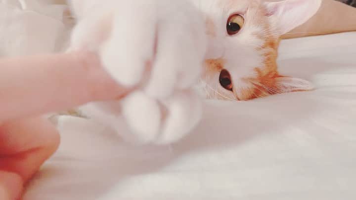 kinaxのインスタグラム：「. good morning(๑′ᴗ‵๑)☀in Japan, and good afternoon, good evening, good night for world friends! . 今日は薄曇りだね☁️ . ずーっと晴天続きだったのに 水遊び予定の、むちこさんの登園日が まさかの雨予報(´Д` )☔️ . 楽しみにしていたのに残念ー(´Д` ) あくまで予報だから変わるかな？ . . 話はちょっと変わって 寝室への侵入を大目にみたら 毎回甘えてきてかわいい何これʕ •́؈•̀ ₎ . でも夜中に大運動会をしたりするので 基本的には寝る時間はケージに入れるから 一緒には寝ていないので ちびっこ姉さんの夢は 一緒のベッドで寝ることらしいですʕ •́؈•̀ ₎ . わんこもいるし、冬は暖かそうだね笑 . . まだまだ暑いので、みんなも水分&塩分補給して 無理せず過ごしてね(๑′ᴗ‵๑) . . #kinaxvideo #猫バカ部 #保護猫 #爪立てなくなったから #油断していると #流血する 2020/08/24」