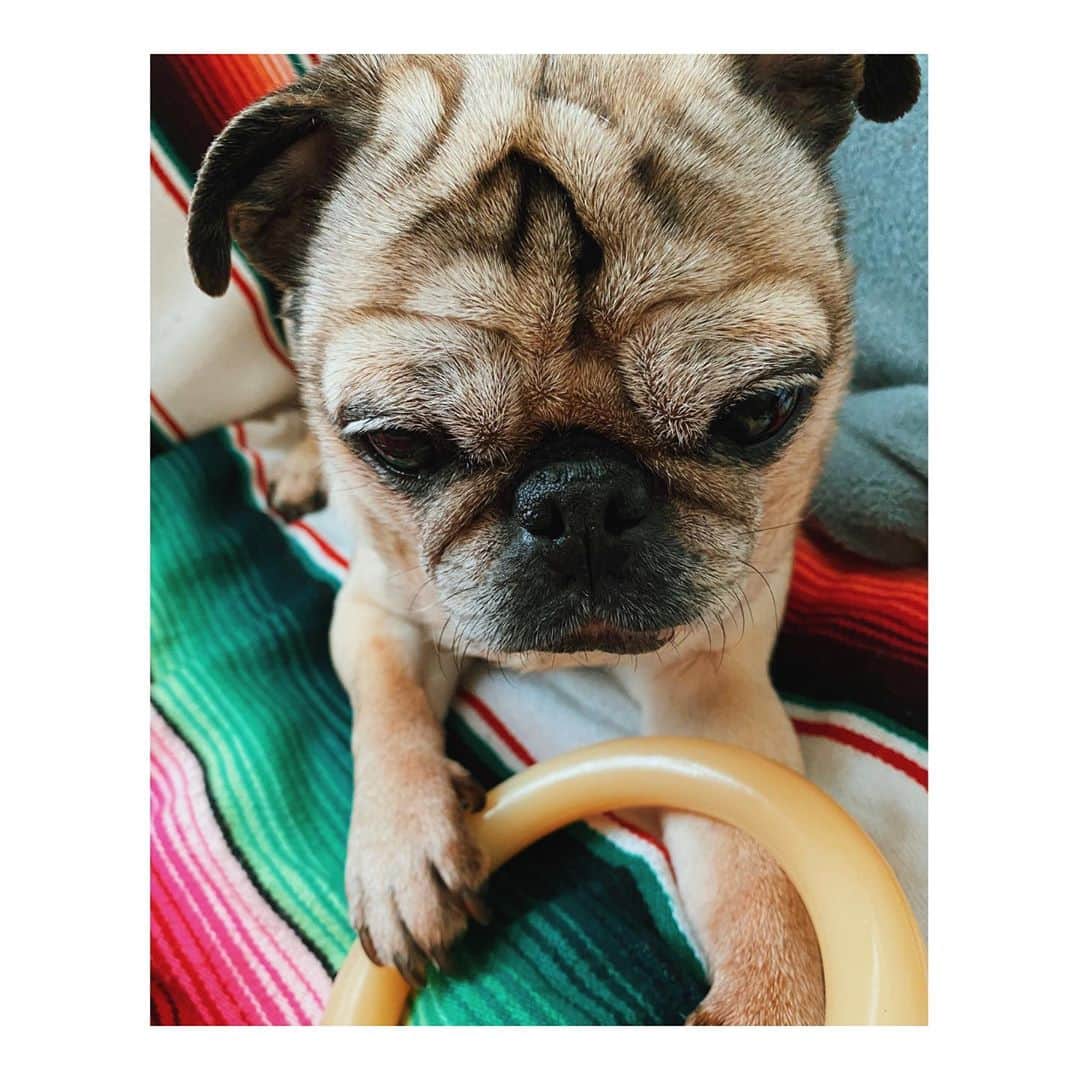 のインスタグラム：「💍 🦴 #DailyPug #LeicaHarrietPancakes #Pug」