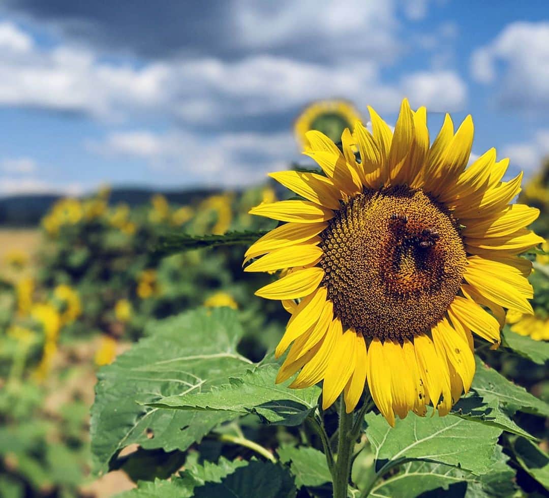 ブリタニ・クラインのインスタグラム：「One of my favorite things about Pennsylvania summers. 🌻🐝  #PAWilds #Summer #SaveTheBees」