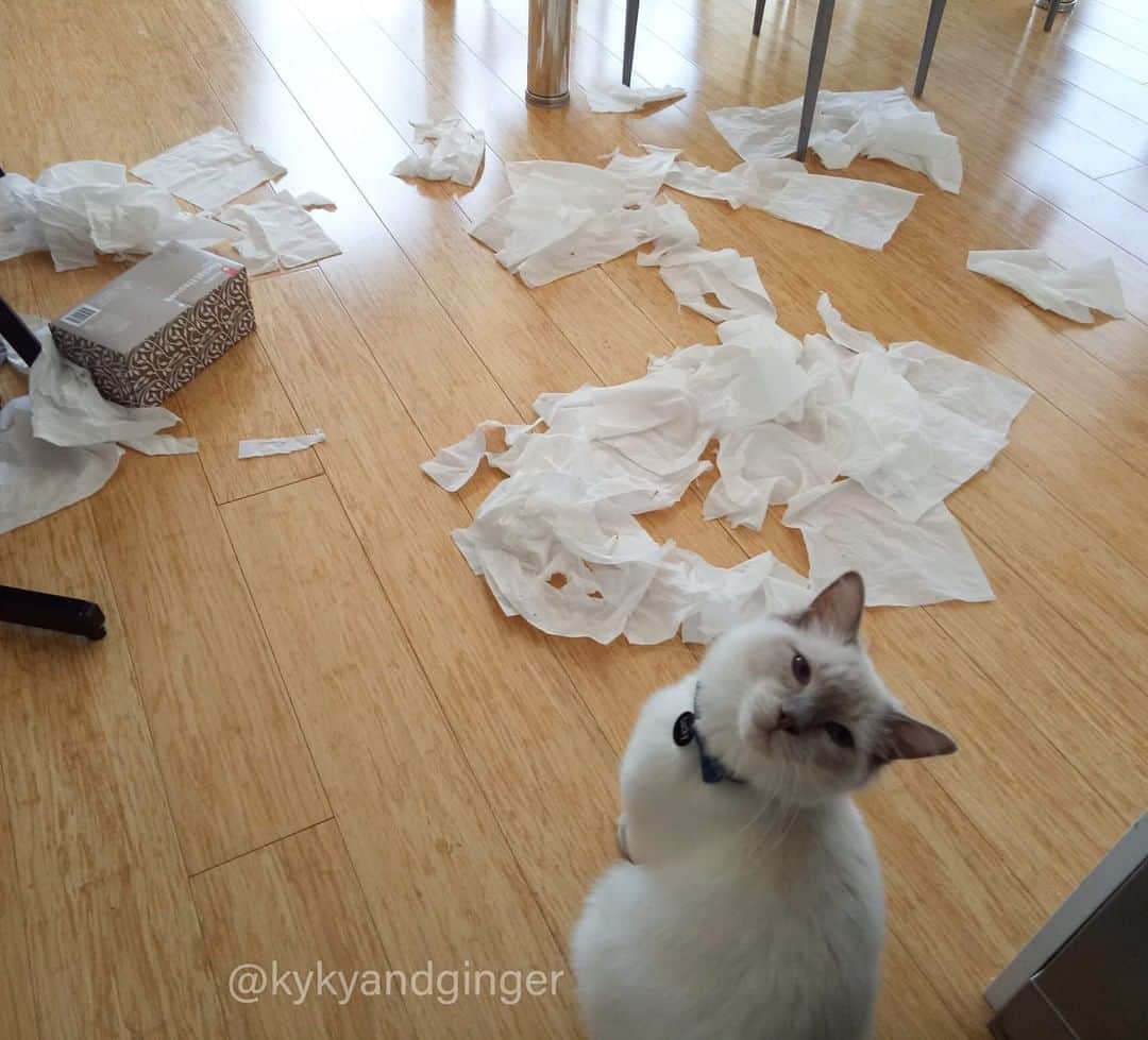 のインスタグラム：「Hooman your tissue box exploded⠀ ⠀ 📷@kykyandginger⠀ ⠀ #meowed #kykyandginger #notme #innocent」