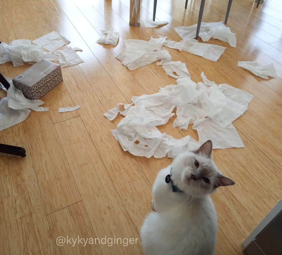 Aww Clubさんのインスタグラム写真 - (Aww ClubInstagram)「Hooman your tissue box exploded⠀ ⠀ 📷@kykyandginger⠀ ⠀ #meowed #kykyandginger #notme #innocent」8月24日 10時00分 - meowed