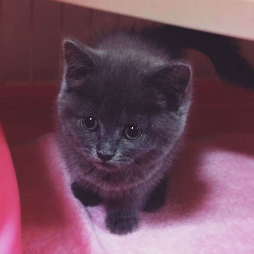 チキン南蛮カレーのルウ王子のグルメインスタ