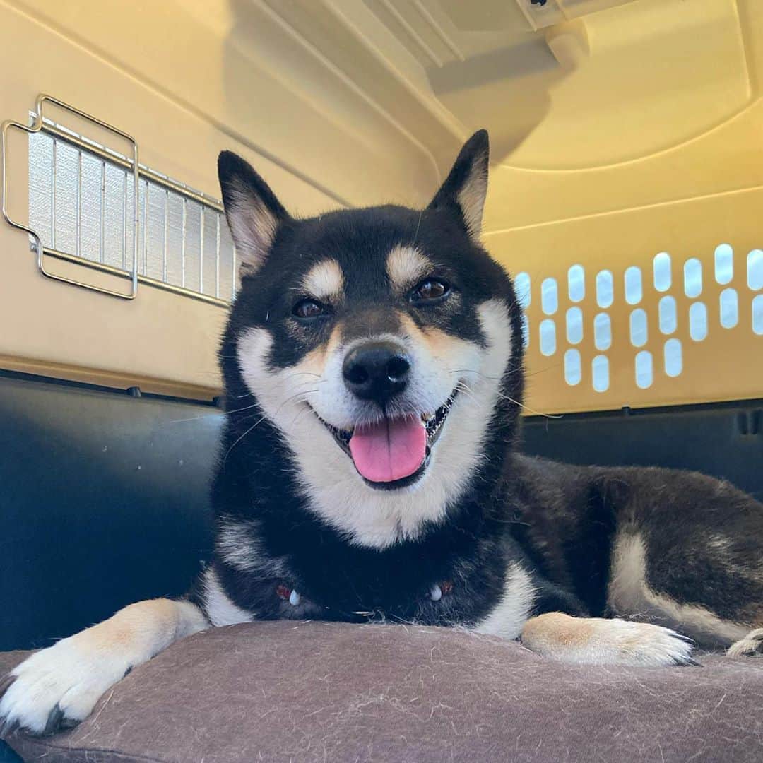vo_coのインスタグラム：「☀️ 月曜から暑いけど、秋はもうすぐだからみんながんばってね！ * #冷房の効いた部屋からエール#shibastagram #instashiba #shiba #shibainu #黒柴 #柴犬」