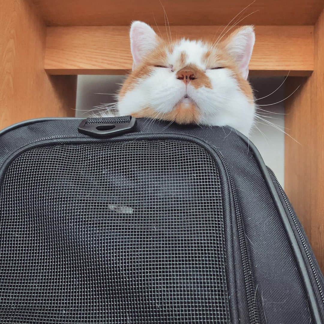 のインスタグラム：「Zzz...」