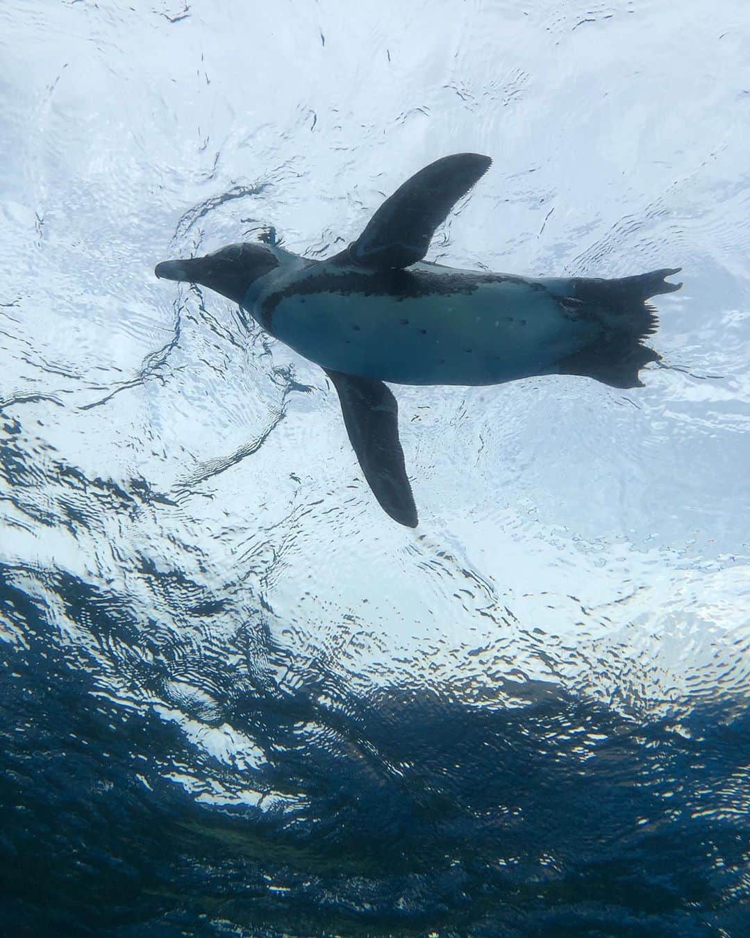 のインスタグラム：「ちょうど1年振りのサンシャイン水族館  気持ち良さそうに泳いでいらっしゃる🏊‍♂️ 私はもう何年も泳いでないなぁ。。 #aquarium #penguin #サンシャイン水族館 #水族館」