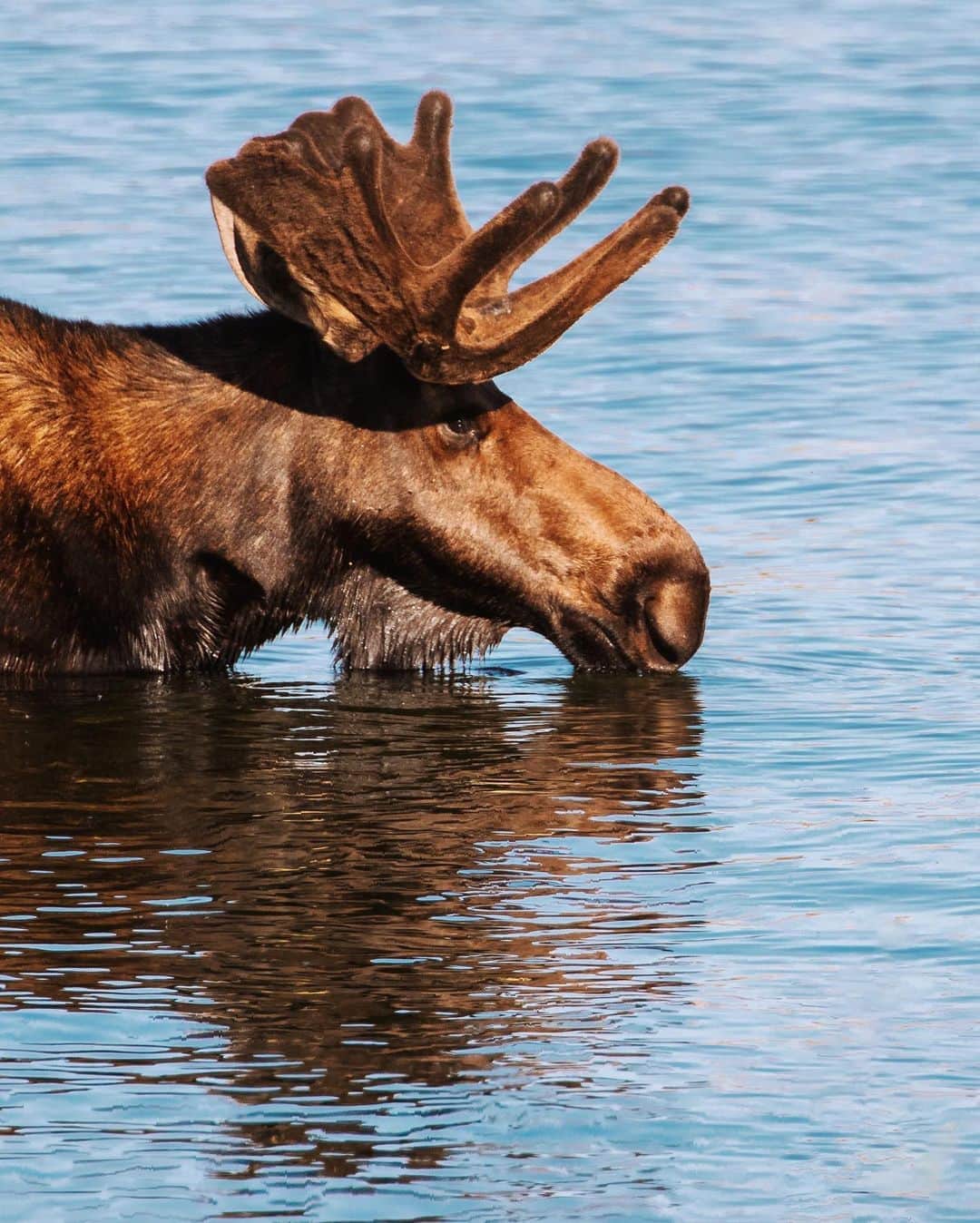 Alex Strohlさんのインスタグラム写真 - (Alex StrohlInstagram)「Ran into this bull Moose a few weeks ago as it cooled off in the lake. For once in my life I had the right lens with me for wildlife - a 400mm telephoto lens. So nice to get to see him so close.」8月24日 11時19分 - alexstrohl