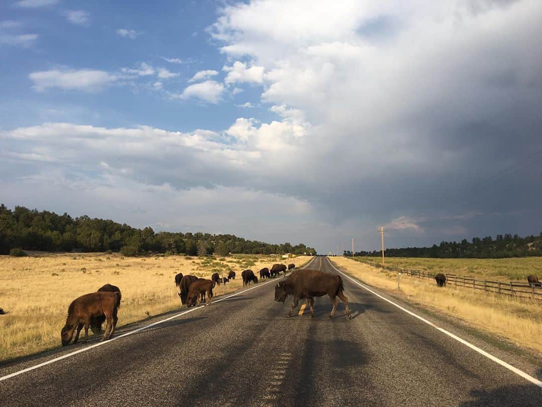 チャド・ロウさんのインスタグラム写真 - (チャド・ロウInstagram)「Locals. Traffic.  #roadtrip  #family」8月24日 11時36分 - ichadlowe