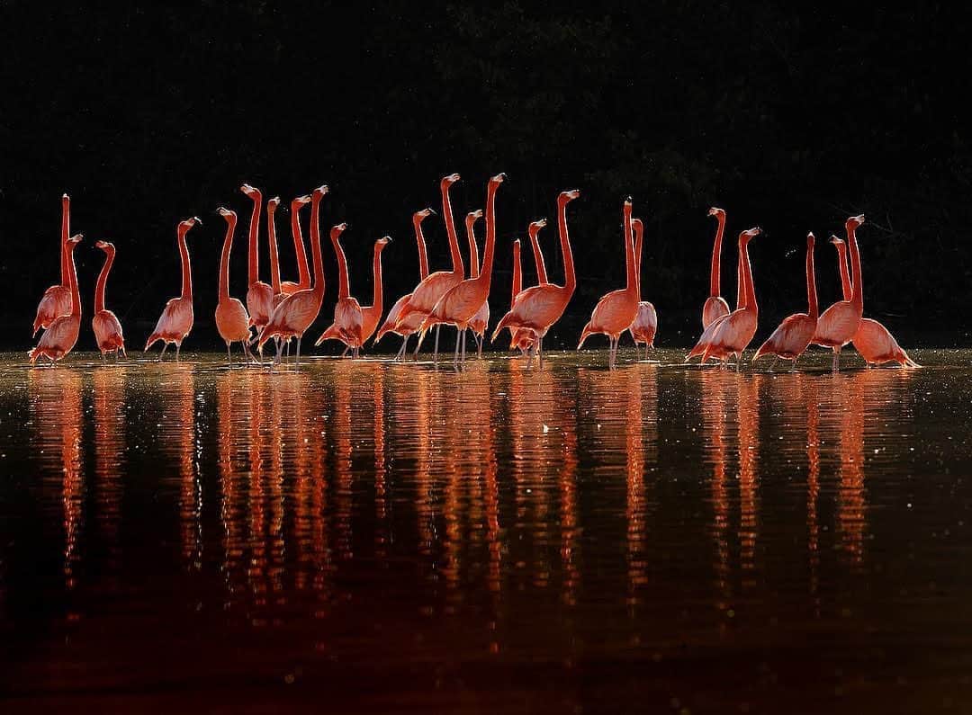 thephotosocietyさんのインスタグラム写真 - (thephotosocietyInstagram)「Photo by @klausnigge // Caribbean flamingos, their heads held high, in slow parading movements and with a never-ending clucking.  Flamingos are always together in groups and constantly engaged with each other. By interacting they strengthen their feeling of togetherness and create a common brooding mood. Up to 70,000 Caribbean flamingos live on the northern coast of the Yucatan Peninsula. Large groups of up to 10,000 animals can be found in some places. In Celestun they can be visited and observed by guided boat tours.  @thephotosociety @natgeo #caribbeanflamingo #flamingo #yucatan #celestun」8月24日 11時46分 - thephotosociety